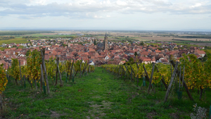 Désinsectisation dératisation Lingolsheim